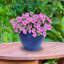 Berlina Round Imperial Ceramic Outdoor Planter-1292973037-1293001909