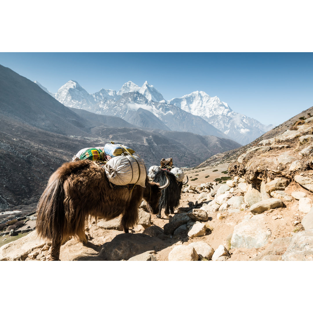 Leinwandbild Yaks im Himalaya