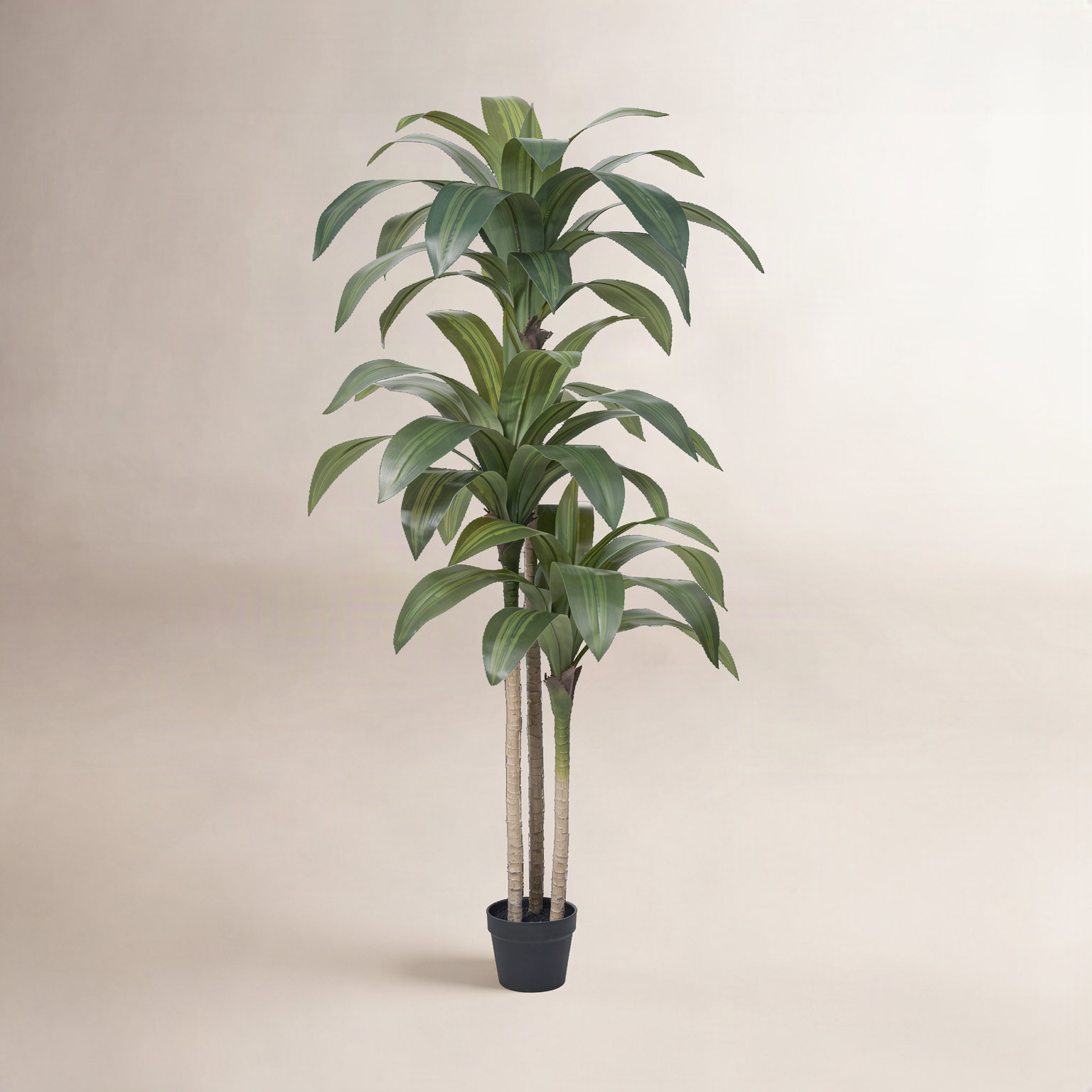 Adcock 72" Dracaena Tree in Pot, Green, 60" H x 22" W x 22" D