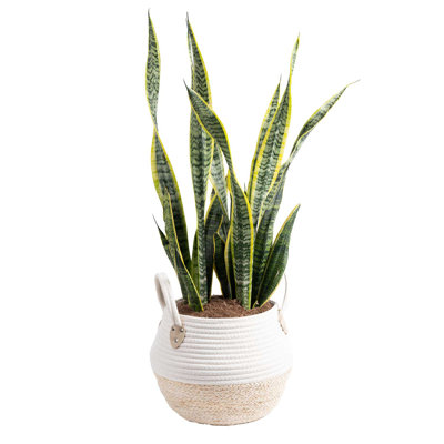Costa Farms Indoor Snake Plant Sansevieria Grower's Choice House Plant in 9.84-inch Basket