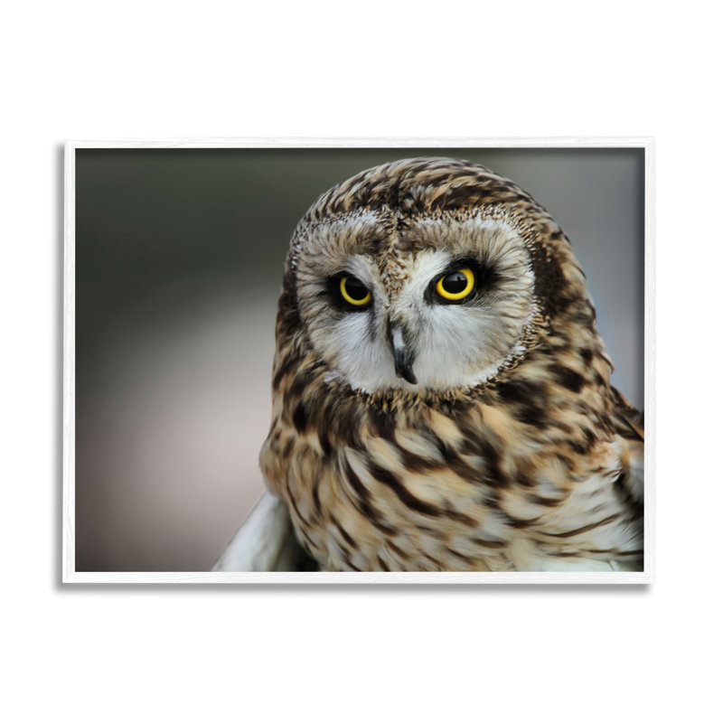 Effet de photographie de bokeh moderne hibou féroce, Daniel Sproul, H 30 po x l 24 po, Giclée encadrée blanc bord de mer