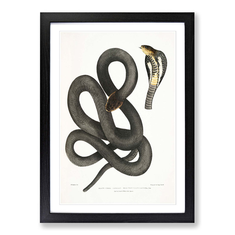 Black Cobra Capella Snake by John Edward Gray - Picture Frame Art Print, Black Framed, 65cm H x 48cm W x 2cm D
