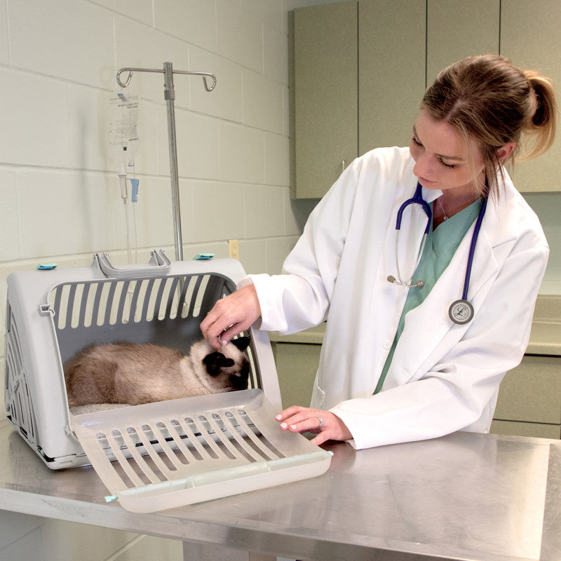 Small Gray Plastic Pet Carrier with Waterproof Bed