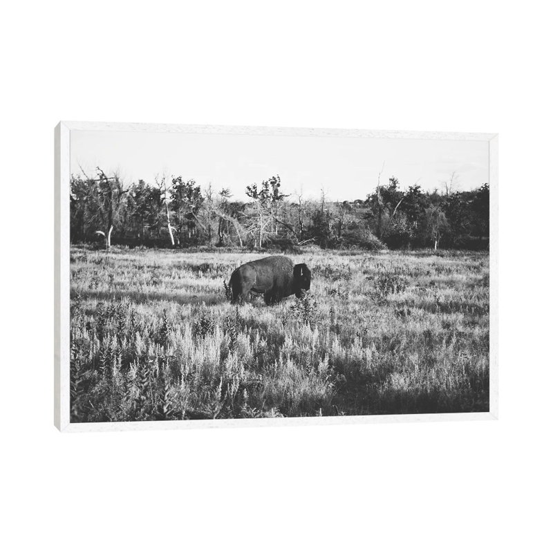 Lone Buffalo 1 Piece Wall Art on Canvas, 45.72cm H x 66.04cm W x 3.81cm D, White Framed