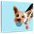 Brampt Rex On Light Blue-109228331