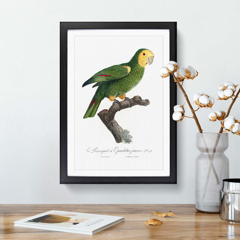 Yellow-Shouldered Amazon Parrot by F. Levaillant - Picture Frame Graphic Art Print, 36cm H x 27cm W x 2cm D, Black Framed