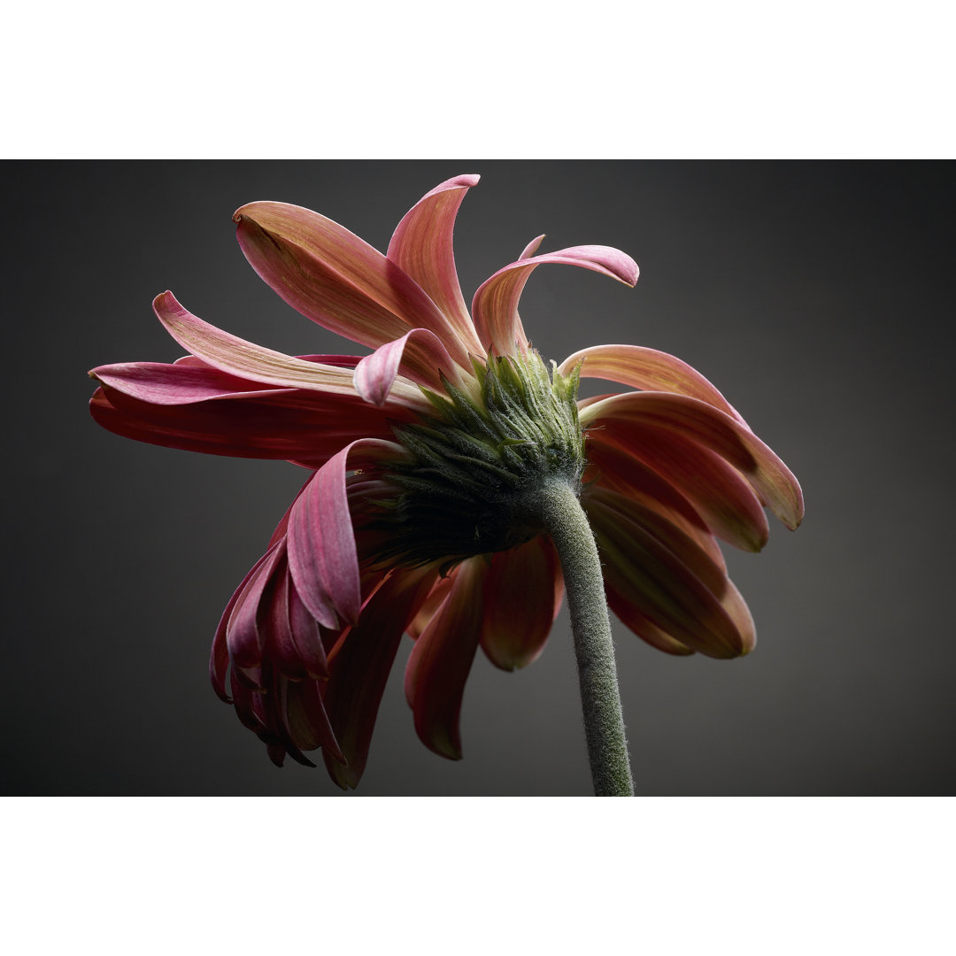 Leinwandbild Studio Flowers IV von James Mcloughlin