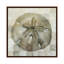 Sand Dollar by Stellar Design Studio - Painting on Canvas-35641991-35641986