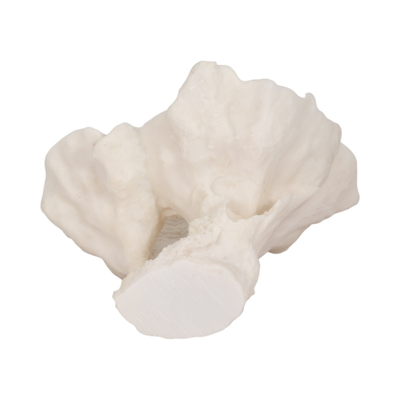 Sagebrook Home 12" Polyresin Coral Fan Decor, Ivory