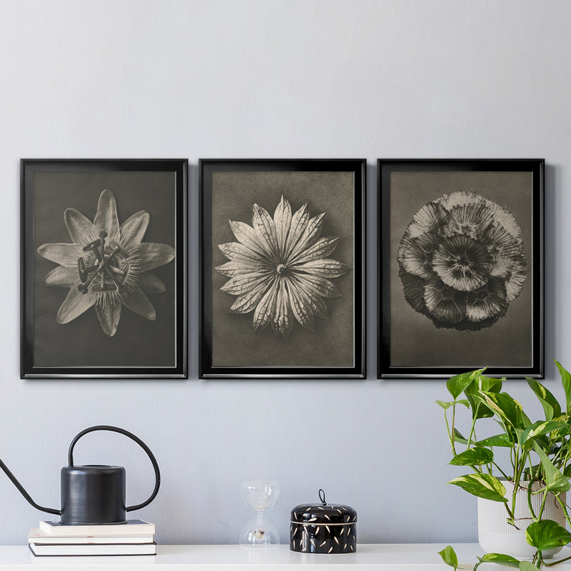 «Blossfeldt Flower I», ensemble de 3 impressions sur toile encadrées, Toile avec cadre noir