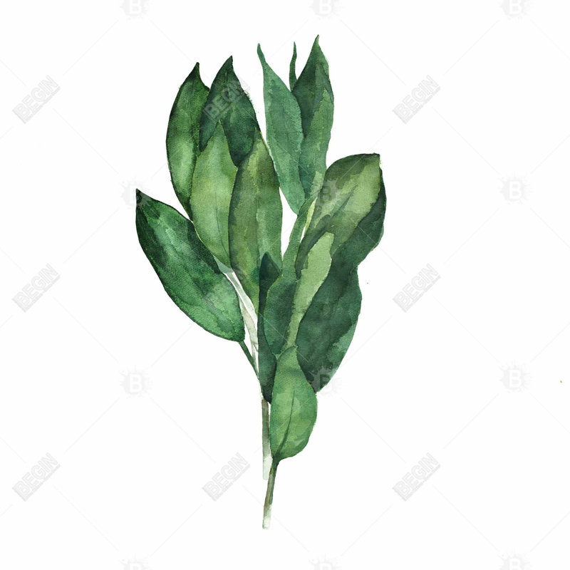 " Bay Leaves Bundle "