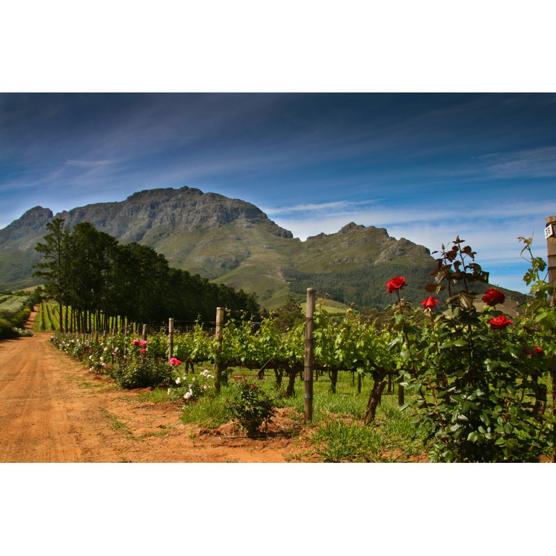 A Dirt Track Winding Through The South African Wine Country by Cornishphotography - Wrapped Canvas Print