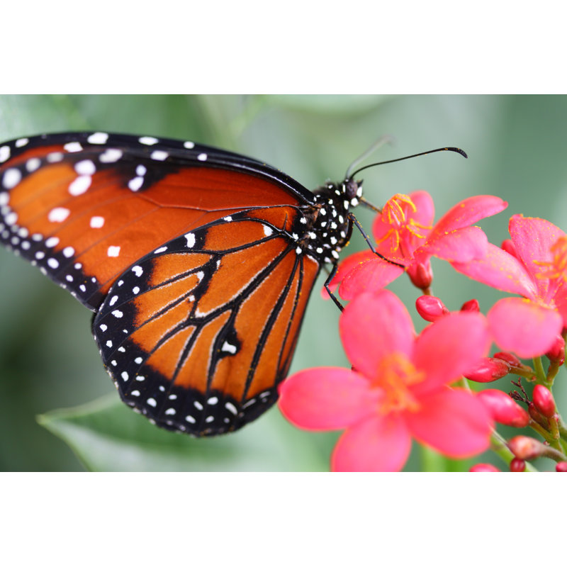 Papillon monarque assis sur une fleur rose / rouge (gros plan) par Skla, H 24 po x l 36 po