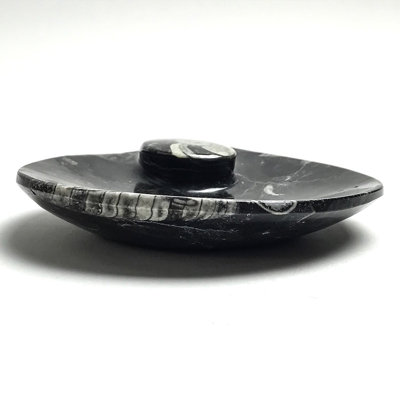 Polished Ammonite and Orthoceras Fossil Plate (Small)