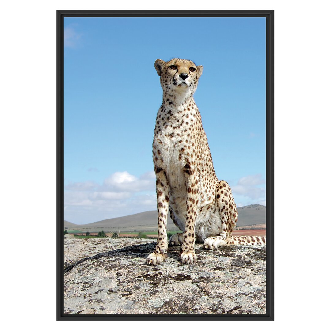 Gerahmtes Wandbild Wachsamer Gepard