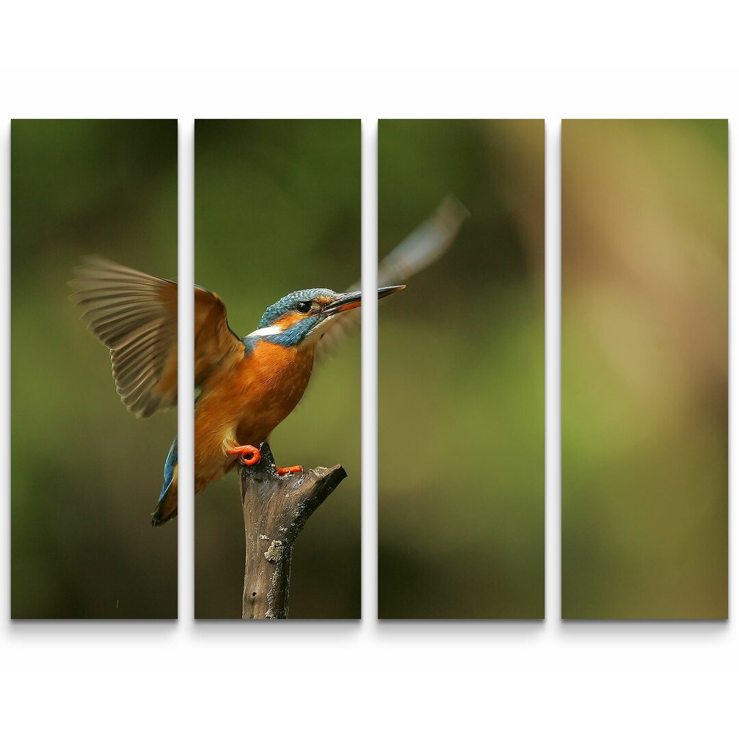 4-tlg. Leinwandbilder-Set Eisvogel auf einem Ast