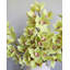 Vert cymbidium orchidée 41,5 po