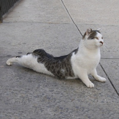 " Cat Yoga VI " by R. NOB