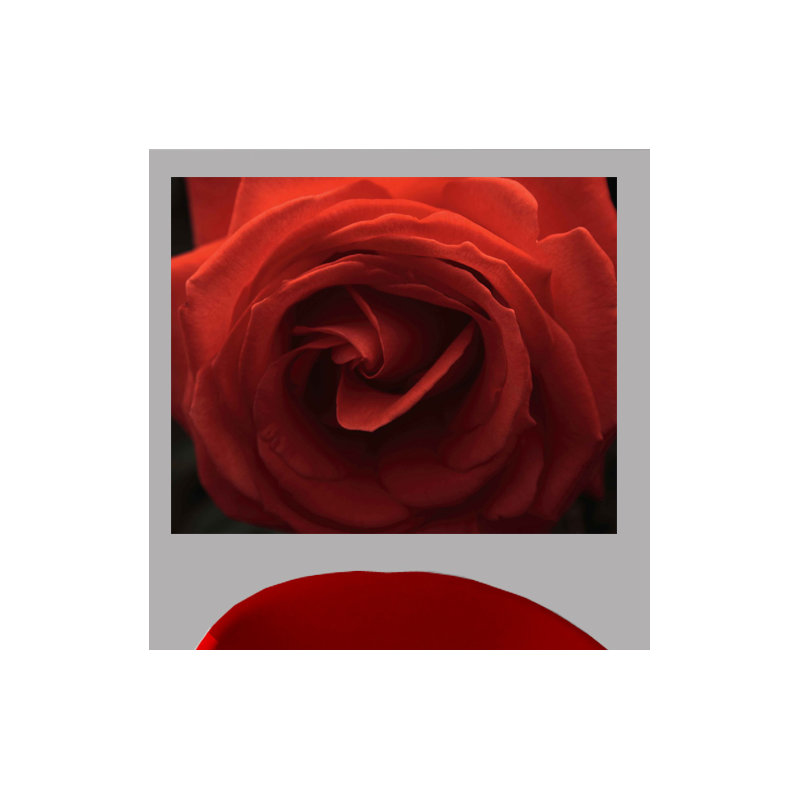 Adhésif décoratif rose Batie, H 19 po x l 24 po