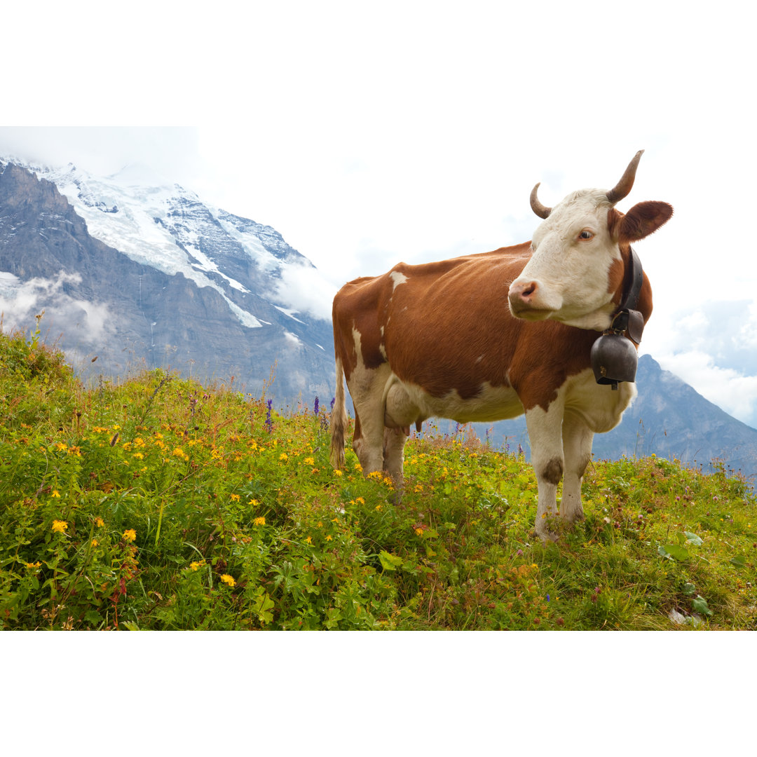 Leinwandbild Milchkuh auf der Wiese in den Alpen