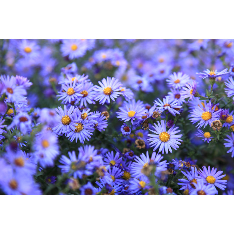 Small Purple Asters Wildflowers Background by Gorgots - Wrapped Canvas Print, 24"H x 36"W