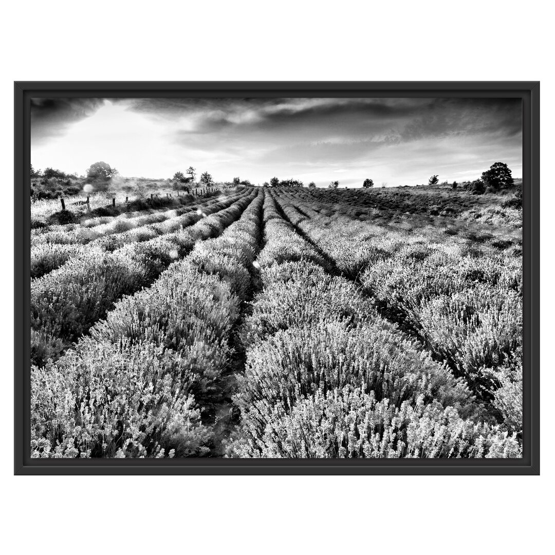 Gerahmtes Poster Lavender Field in Provence