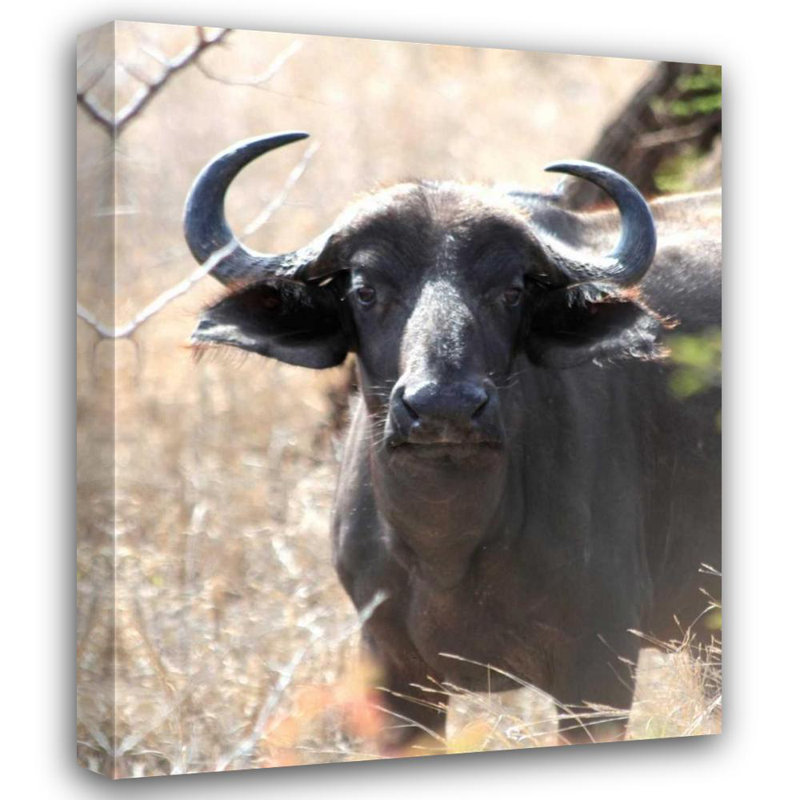 «Gracie Oaks Underdahl», art sur toile tendue par Dana Gallery: Cape Buffalo I, H 44 po x l 36 po