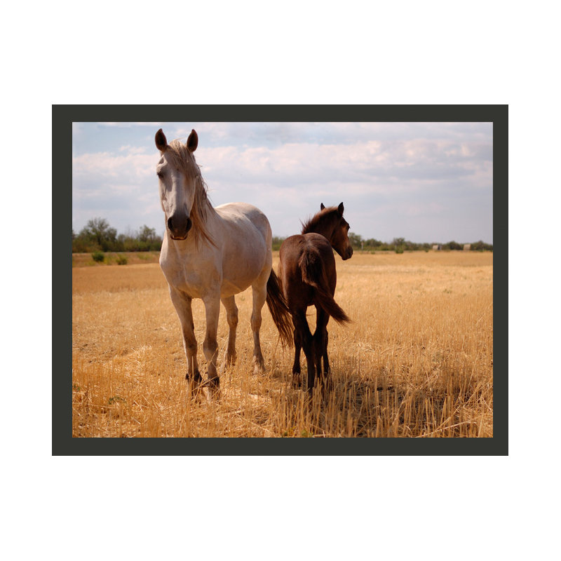 Horse and Foal Wallpaper, 300cm x 231cm