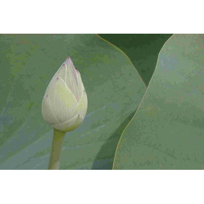 Lotus Détail VII