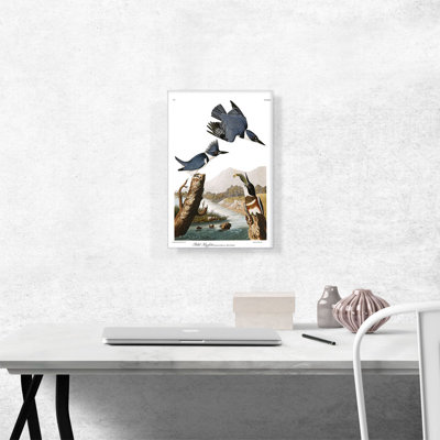 " Belted Kingfisher " by James Audubon