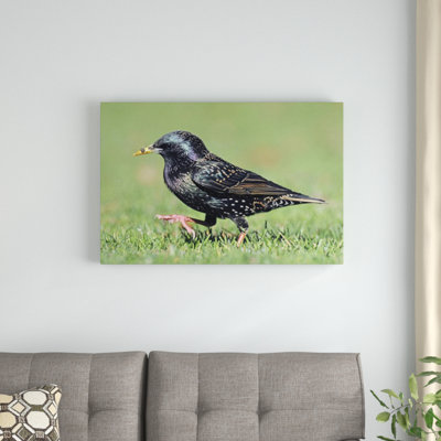 " Common Starling Walking "