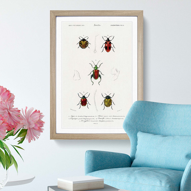 Beetle Illustrations PL.15 by Charles D'Orbigny - Single Picture Frame Print, Oak Framed, 63cm H x 45cm W x 2cm D