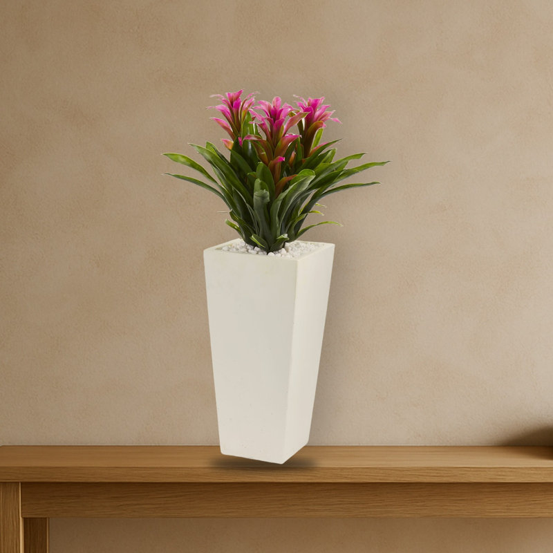Triple broméliacées en pot de fleurs