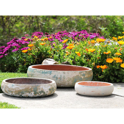 Succulent Bowl By 
