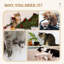 Tour pour chat 38,5 po Beige Pour les chats légers de moins de