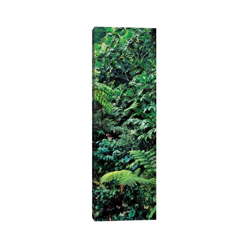 View Of Rainforest, Papillote Wilderness Retreat And Nature Sanctuary, Dominica, Caribbean III - Wrapped Canvas Panoramic Print