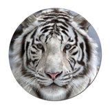 White Tiger Sighted Print