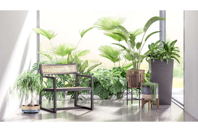 Houseplant collection near window.