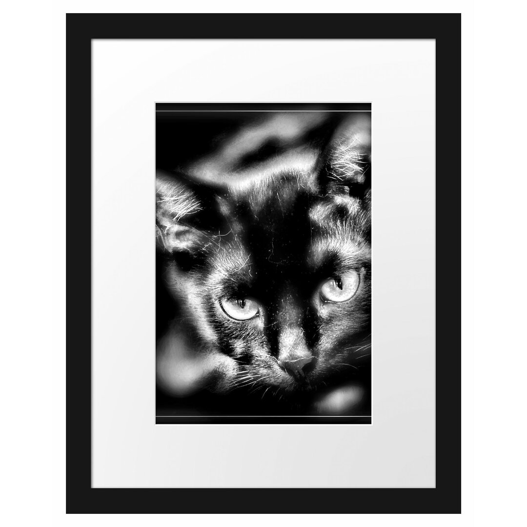 Gerahmtes Poster Schöne schwarze Katze