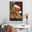 Noel Yorkshire Terrier-649421315