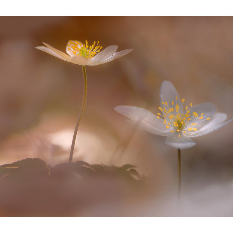 Wrapped Canvas Print, 50.8 cm H x 76.2 cm W