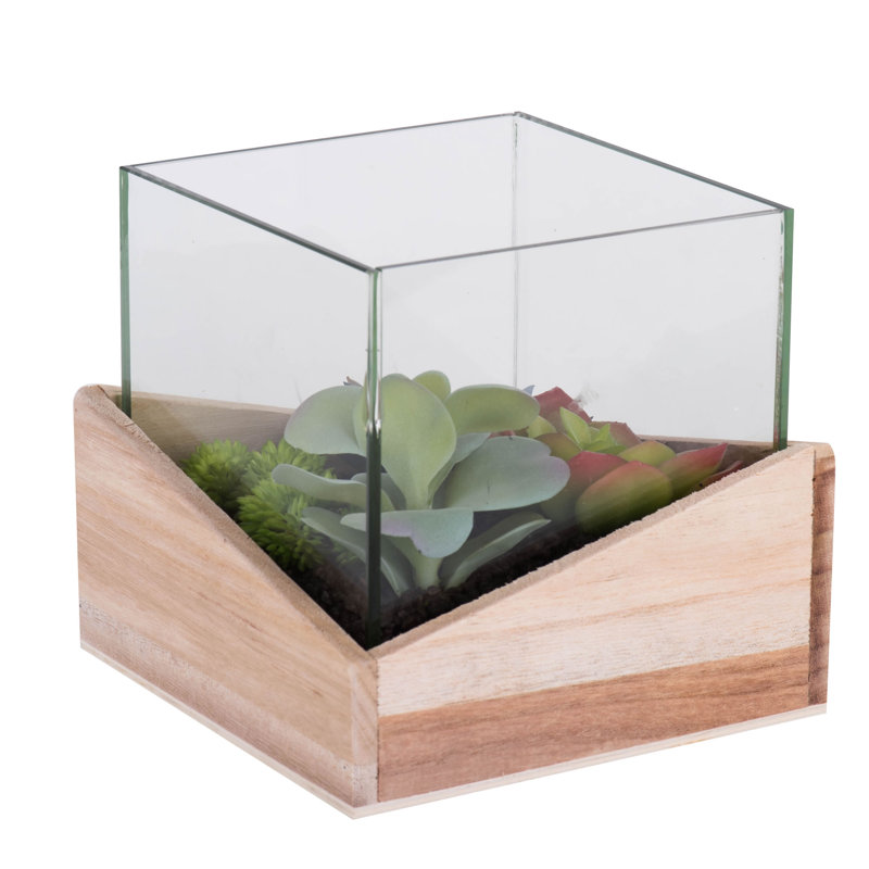 Succulent assortis en pot