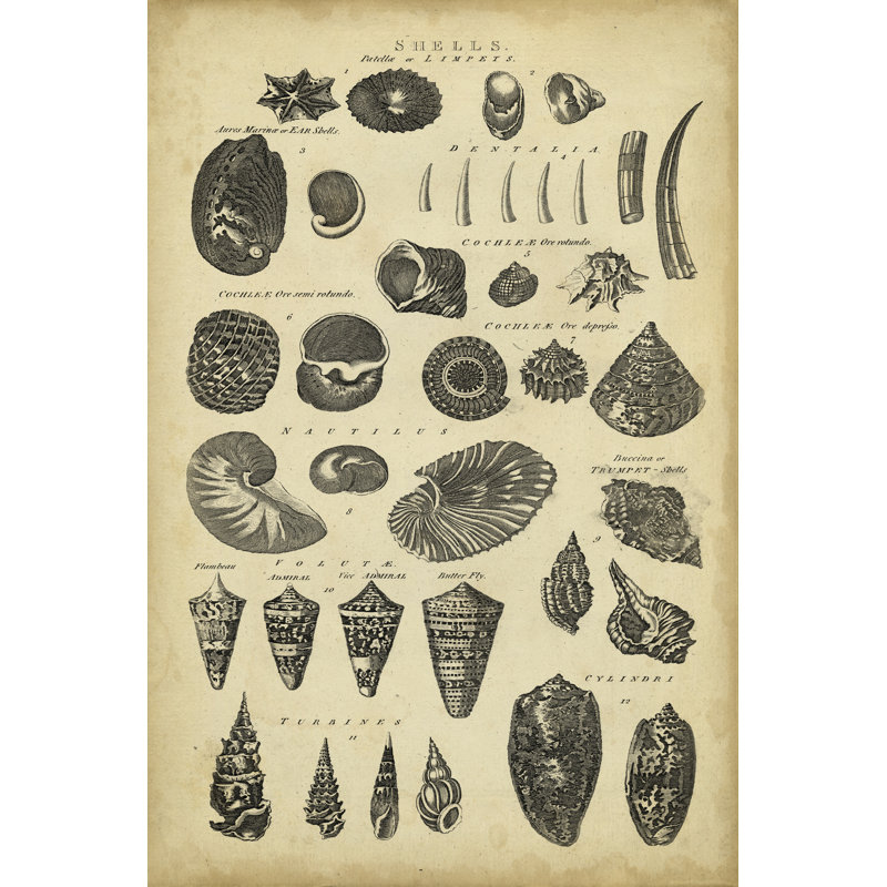Study Of Shells II by George Chambers - Wrapped Canvas Print, 46cm H x 30cm W x 3.8cm D