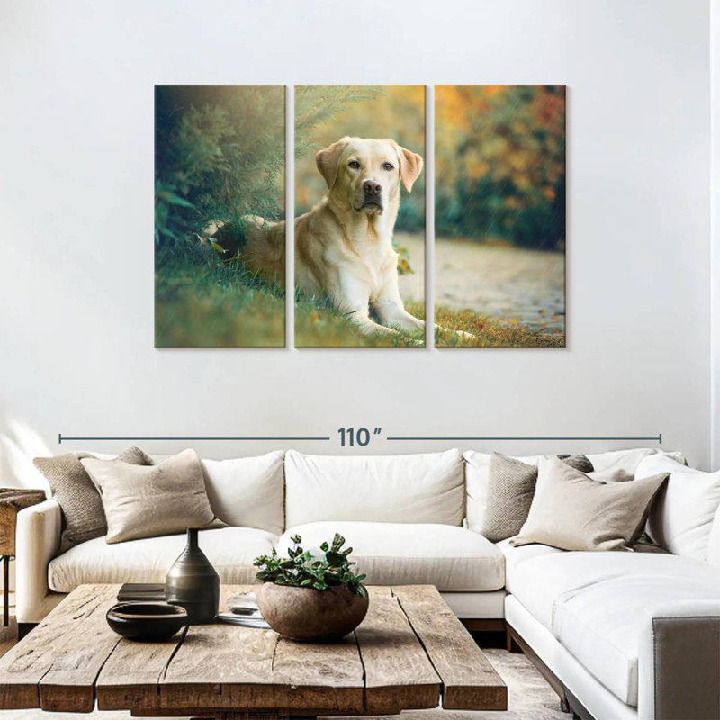 Brampt Labrador Retriever Mix, H 48 po x l 74 po