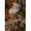 Snowy Sheffield Spruce 6.5ft Tree
