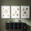Pastel Knorr Shells IV - impression encadrée sur mesure de qualité supérieure - 3 pièces