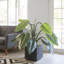 Philodendron artificiel en pot 46 po Panama-538793747-538793746