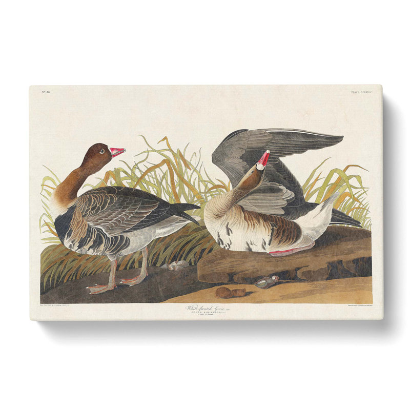 White Fronted Goose - Wrapped Canvas Print, 35cm H x 50cm W x 3cm D