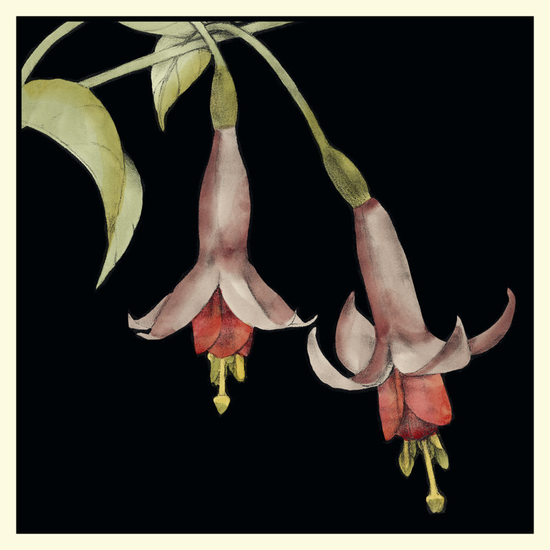 Graphic Fuchsia IV - Wrapped Canvas Print, 30cm H x 30cm W x 3.8cm D