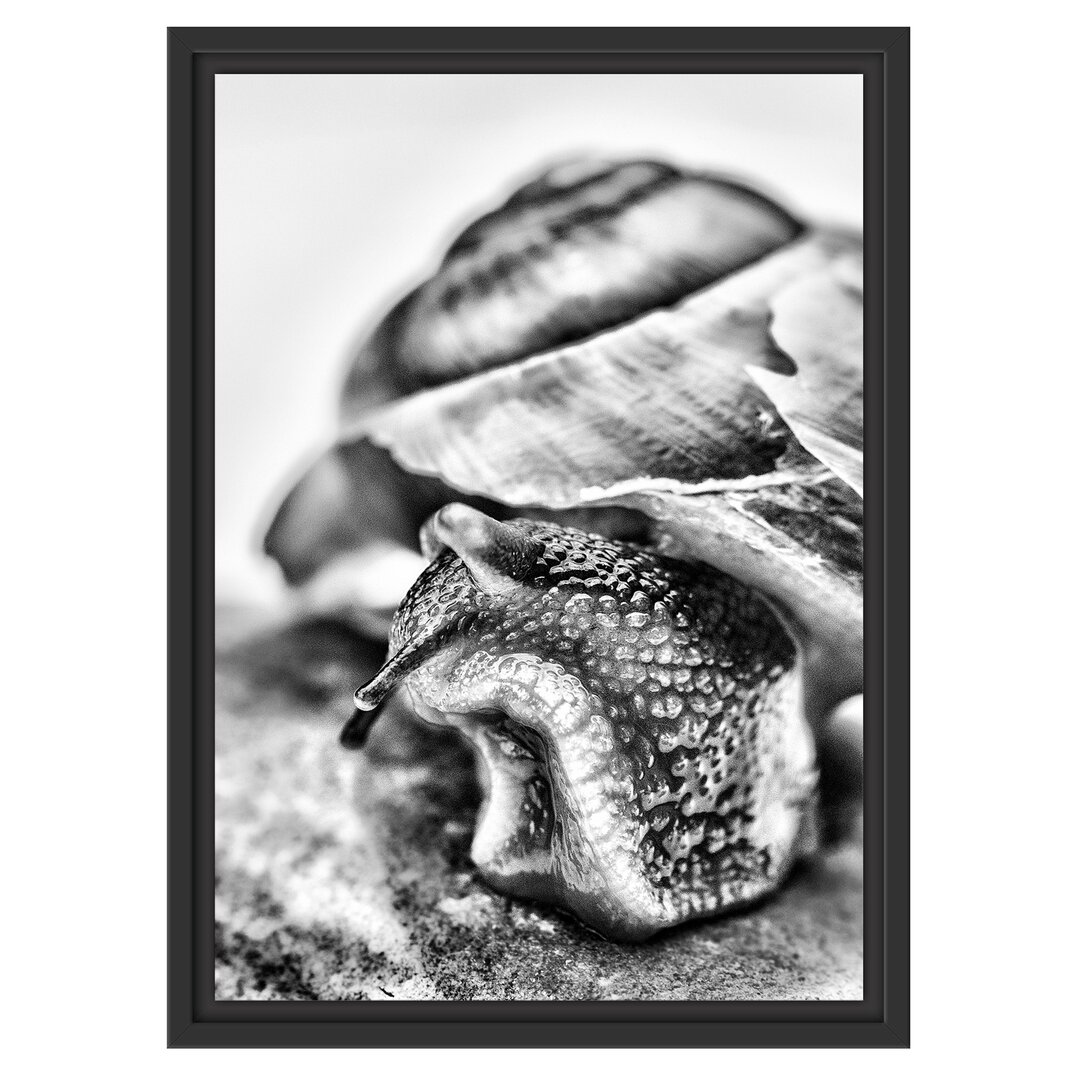 Gerahmtes Wandbild Schnecke mit Haus